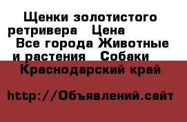 Щенки золотистого ретривера › Цена ­ 15 000 - Все города Животные и растения » Собаки   . Краснодарский край